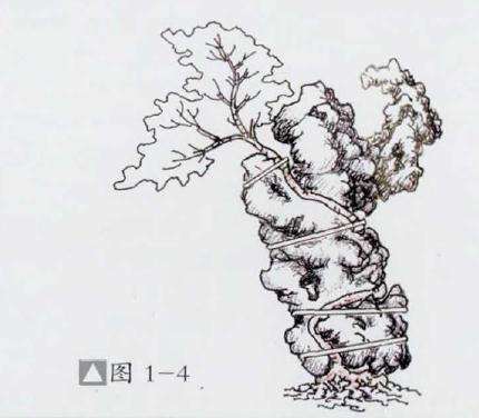 图解 石上捞月式盆景怎么制作的方法