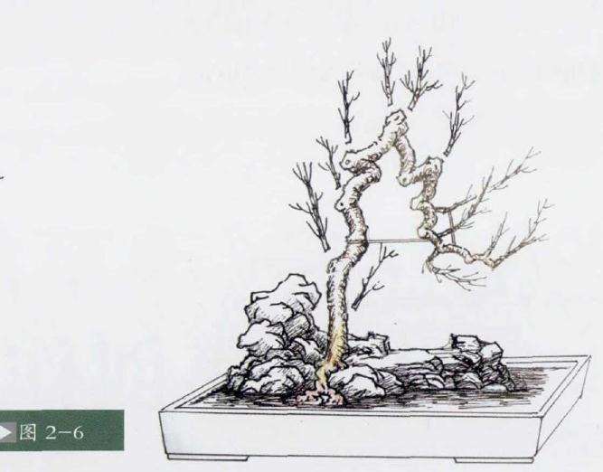 石上文人式盆景怎么制作的方法