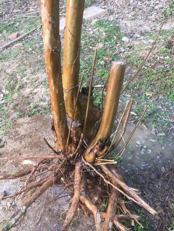 紫薇下山桩树怎么制作盆景的方法 图片