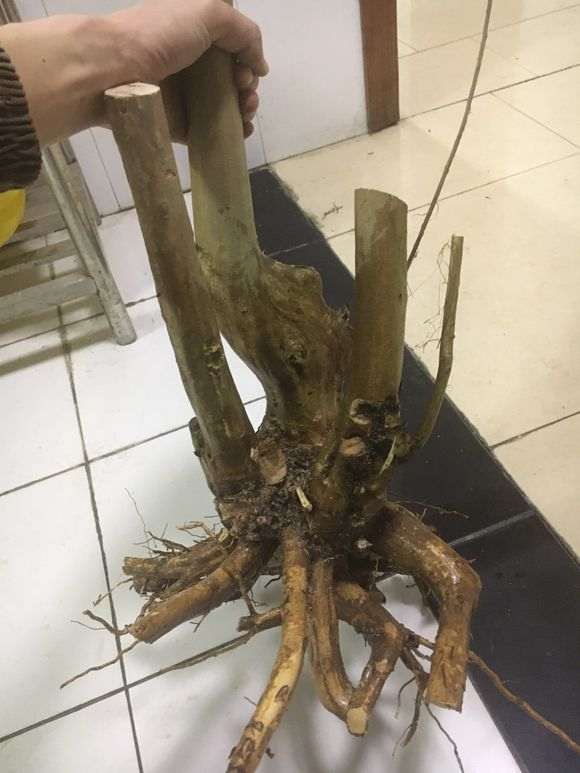 紫薇下山桩树怎么制作盆景的方法 图片