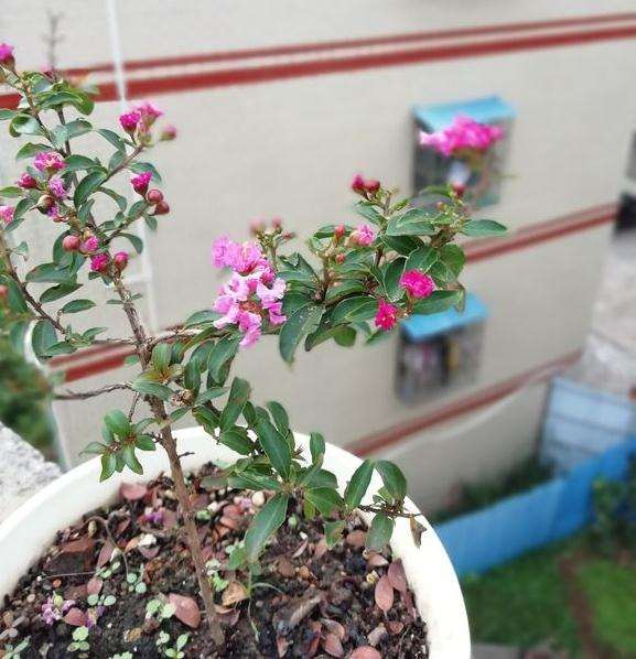 紫薇下山桩黄叶焦叶是何原因 怎么办