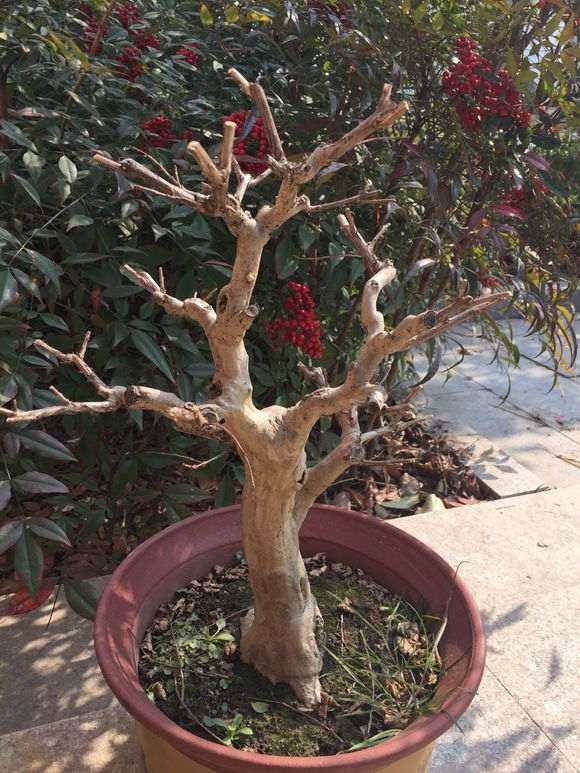 紫薇下山桩怎么盆养容易开花的方法