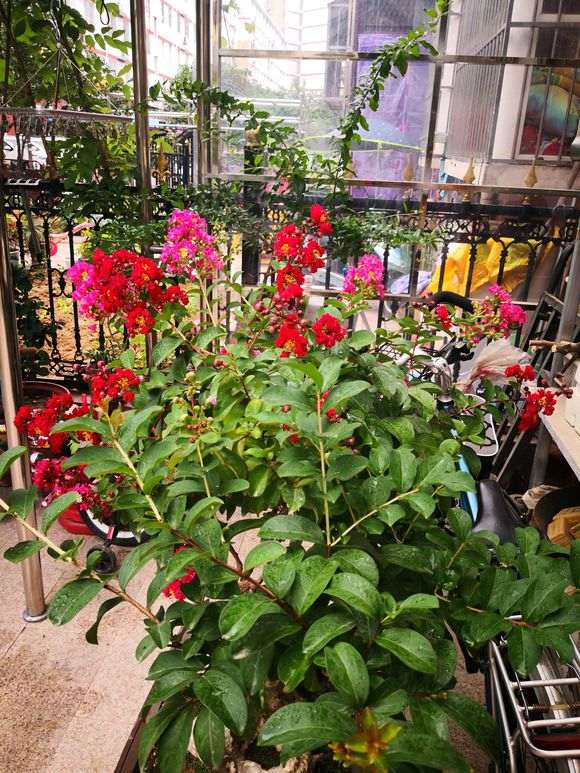 紫薇下山桩枝条怎么变短的方法 图片