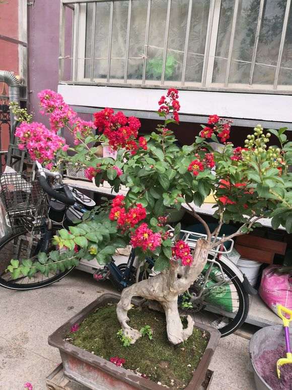 紫薇下山桩枝条怎么变短的方法 图片