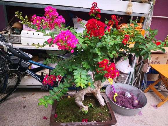 紫薇下山桩枝条怎么变短的方法 图片