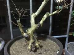 为什么紫薇下山桩扦插都容易成活 图片