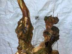 紫薇下山桩用什么土最好 河沙可以吗