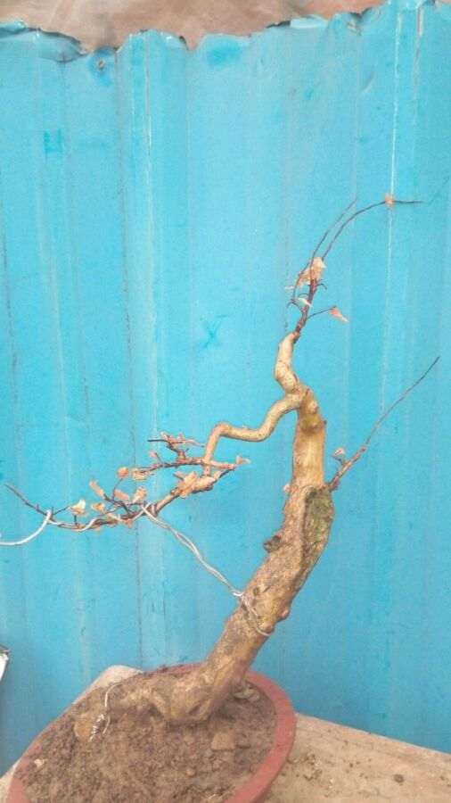 养了多年的紫薇下山桩 怎么样 求评价 图片