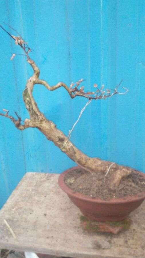 养了多年的紫薇下山桩 怎么样 求评价 图片