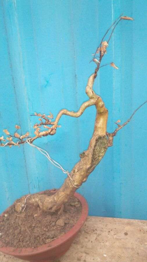 养了多年的紫薇下山桩 怎么样 求评价 图片