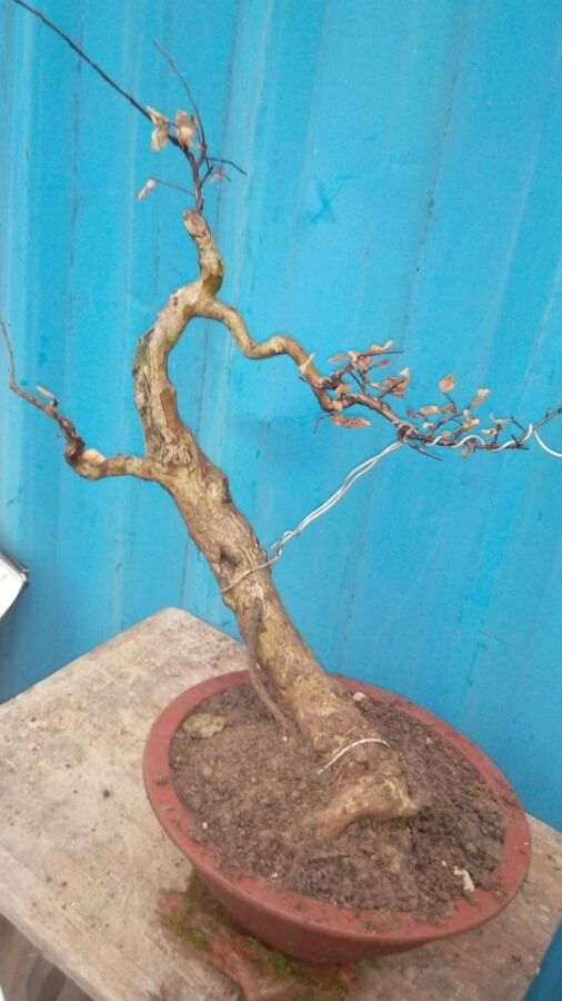 养了多年的紫薇下山桩 怎么样 求评价 图片