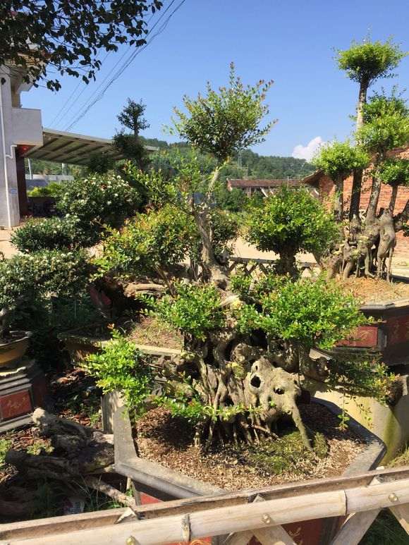 紫薇下山桩什么品种 最好 图片