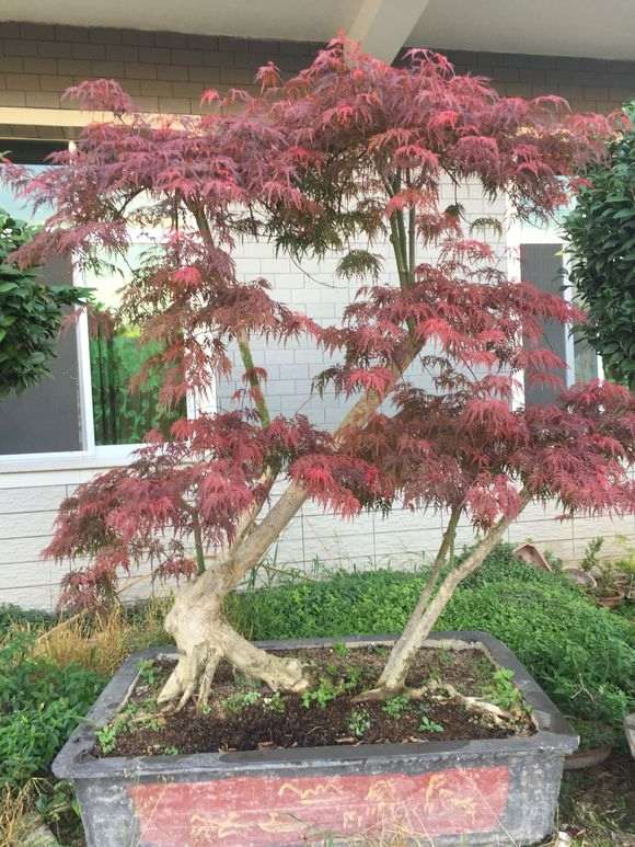 紫薇下山桩什么品种 最好 图片