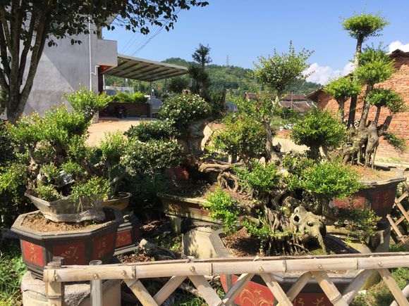 紫薇下山桩什么品种 最好 图片