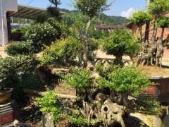 紫薇下山桩什么品种 最好 图片