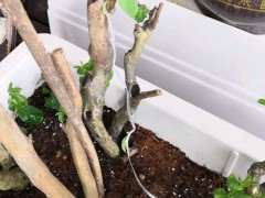 紫薇下山桩老干怎么扦插的方法 图片