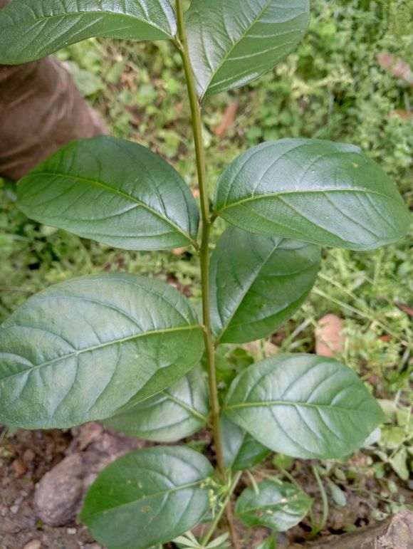 紫薇下山桩什么时间 嫁接最好 图片