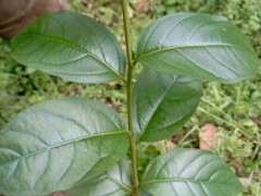 紫薇下山桩什么时间 嫁接最好 图片