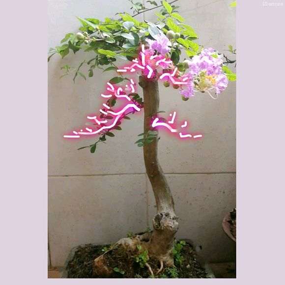 请问是紫薇下山桩 还是马灵光 图片