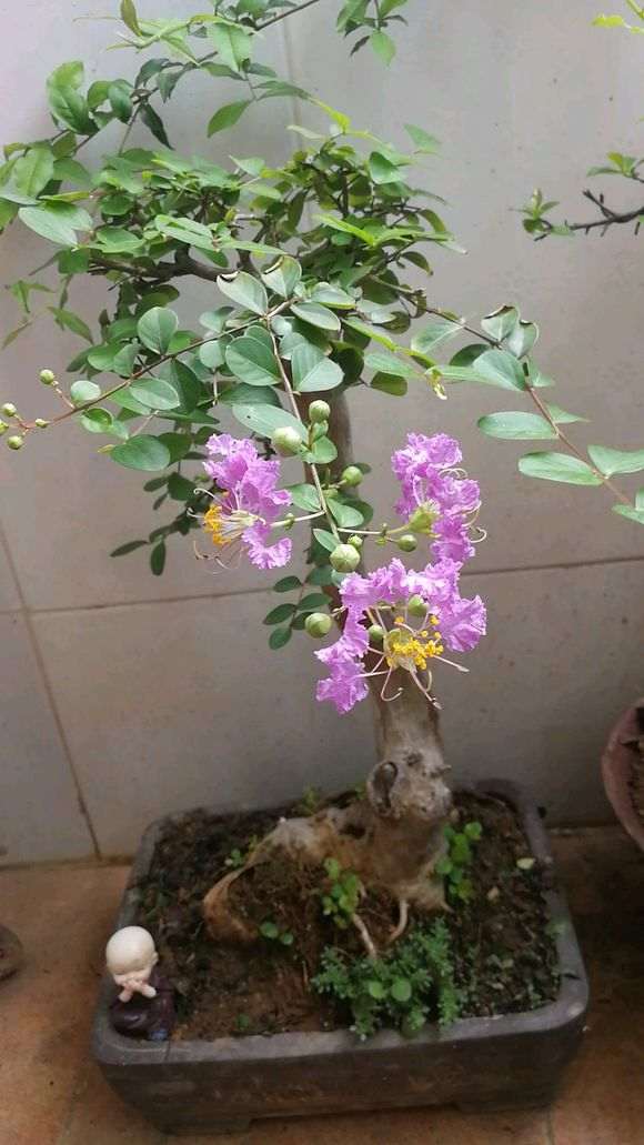 请问是紫薇下山桩 还是马灵光 图片