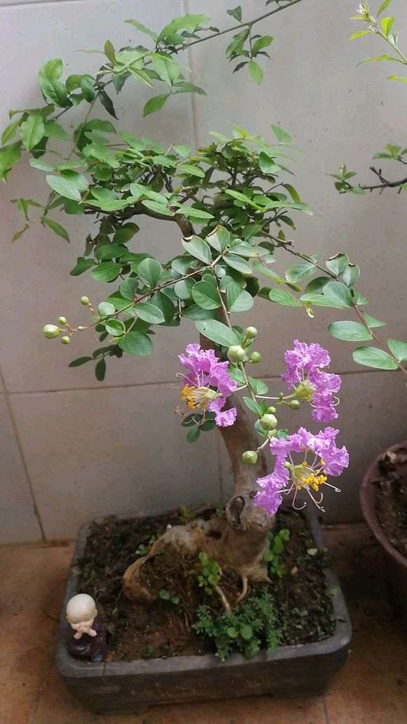 请问是紫薇下山桩 还是马灵光 图片