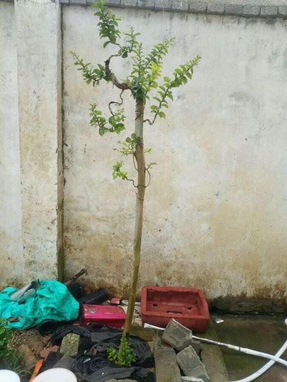 紫薇下山桩 1年来的变化 怎么样 图片