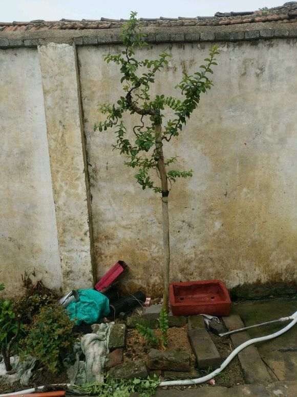 紫薇下山桩 1年来的变化 怎么样 图片