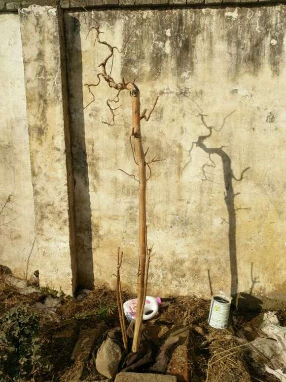 紫薇下山桩 1年来的变化 怎么样 图片