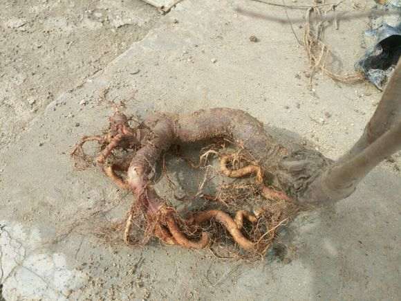 紫薇下山桩 1年来的变化 怎么样 图片