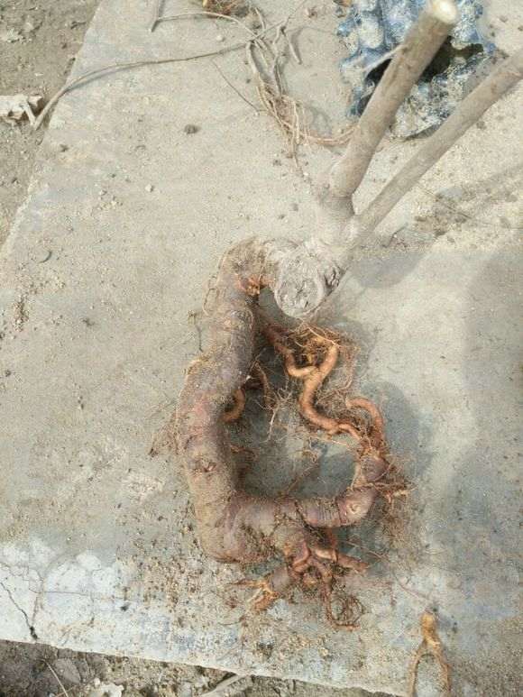 紫薇下山桩 1年来的变化 怎么样 图片