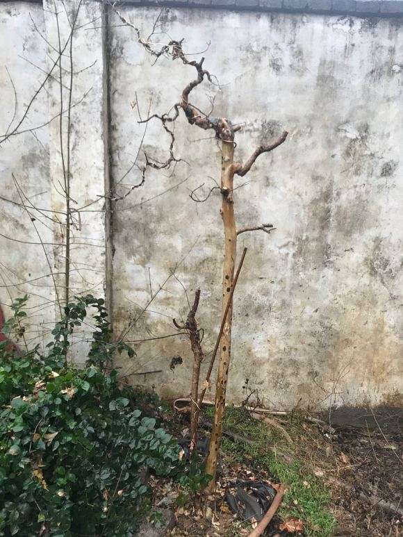 紫薇下山桩 1年来的变化 怎么样 图片