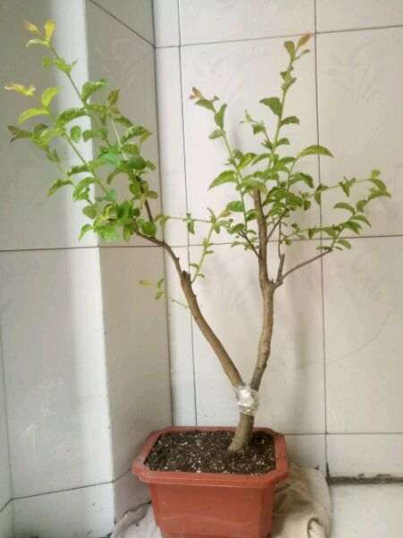 紫薇下山桩 叶子皱巴 怎么办 图片