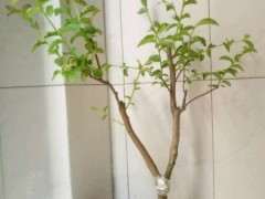 紫薇下山桩 叶子皱巴 怎么办 图片