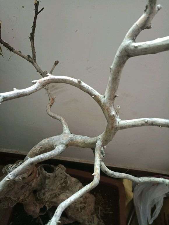 紫薇下山桩盆栽还不发芽 怎么办 图片