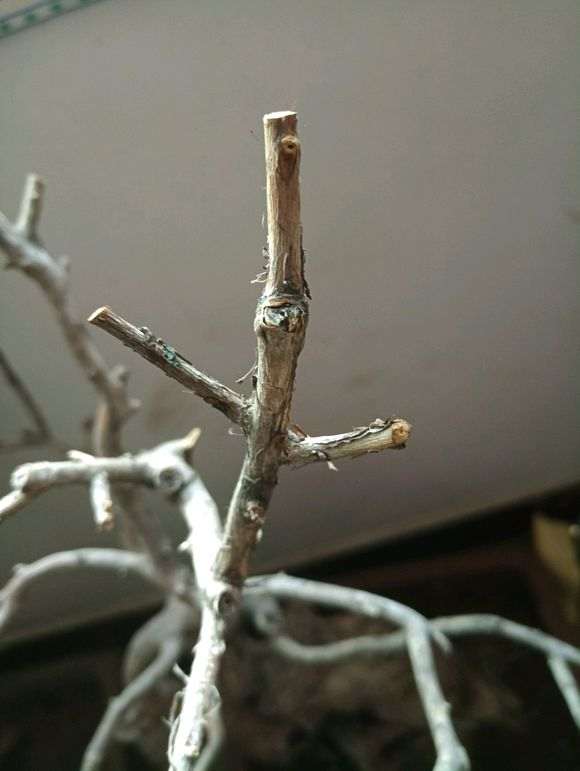 紫薇下山桩盆栽还不发芽 怎么办 图片