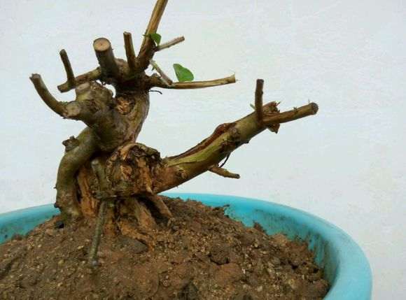 紫薇下山桩长放半年花 怎么办 图片