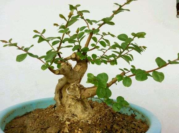 紫薇下山桩长放半年花 怎么办 图片