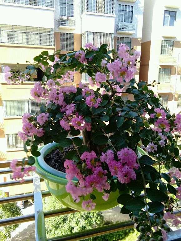 紫薇下山桩长放半年花 怎么办 图片