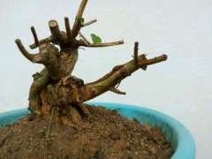 紫薇下山桩长放半年花 怎么办 图片