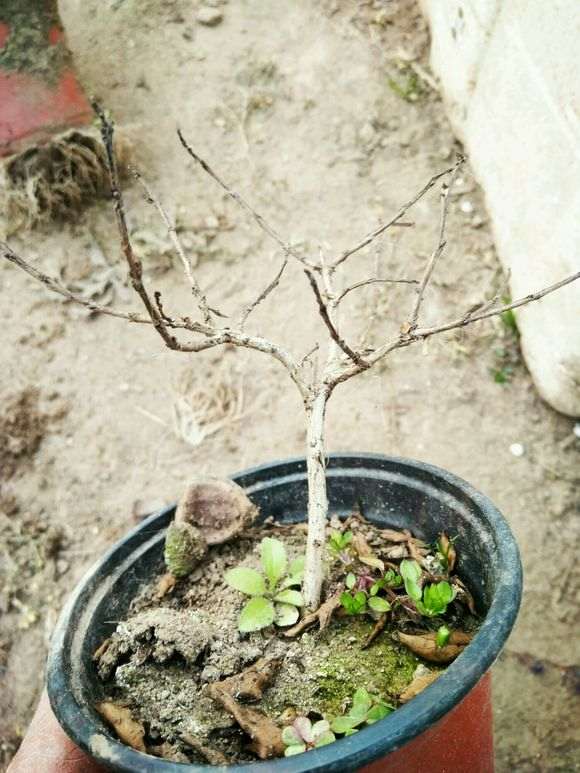 姬紫薇下山桩什么颜色的 怎么区分 图片