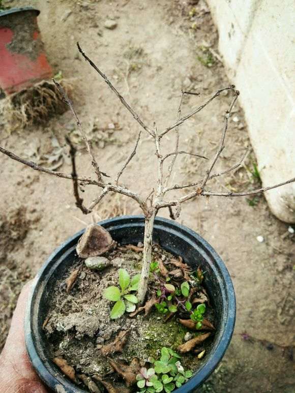 姬紫薇下山桩什么颜色的 怎么区分 图片