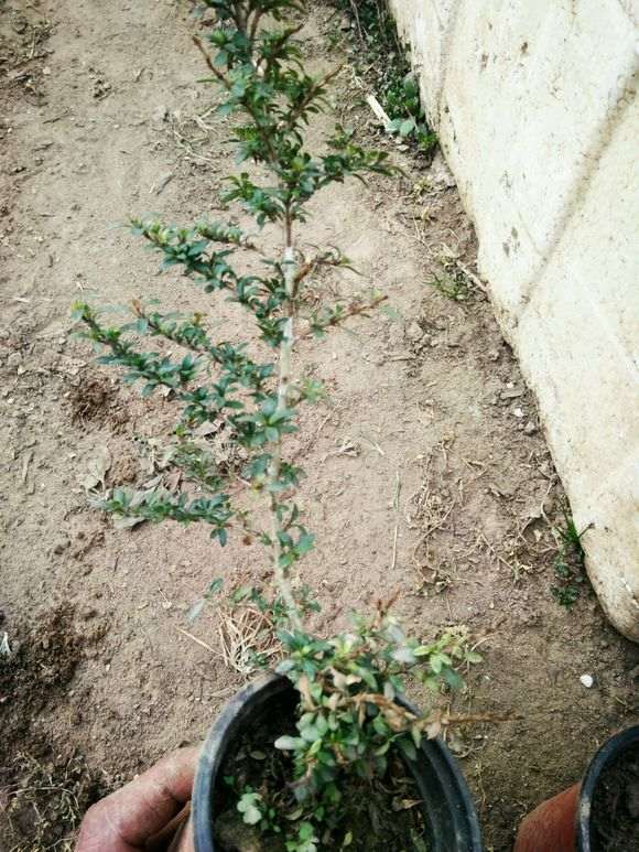 姬紫薇下山桩什么颜色的 怎么区分 图片