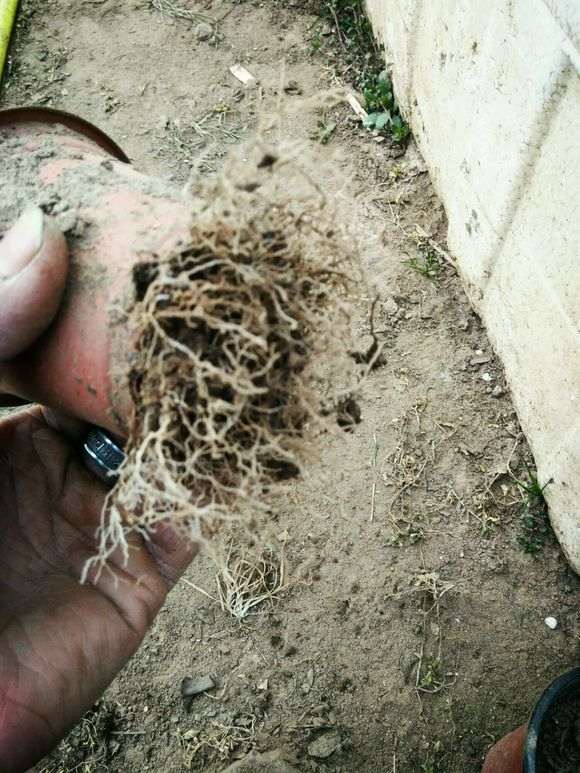 姬紫薇下山桩什么颜色的 怎么区分 图片