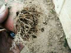 姬紫薇下山桩什么颜色的 怎么区分 图片