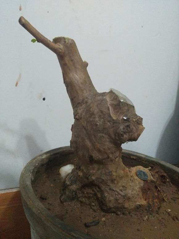 紫花紫薇下山桩应该怎样造型的方法 图片