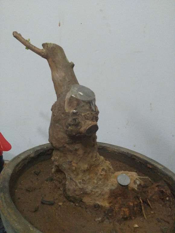 紫花紫薇下山桩应该怎样造型的方法 图片