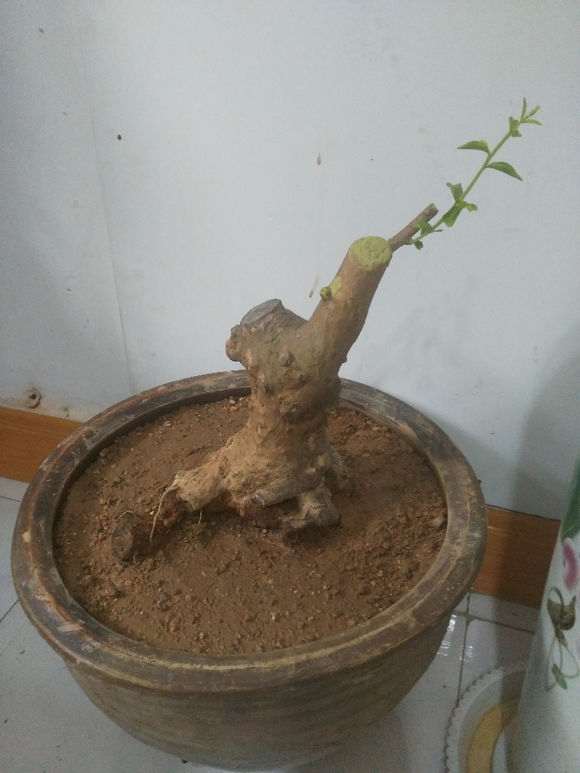 紫花紫薇下山桩应该怎样造型的方法 图片