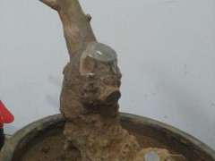 紫花紫薇下山桩应该怎样造型的方法 图片