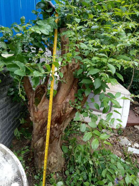 紫薇下山桩老桩 请吧友们估算下价 图片