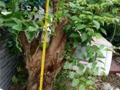 紫薇下山桩老桩 请吧友们估算下价 图片